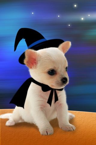 iPhone Wallpaper Halloween Dog Costumes