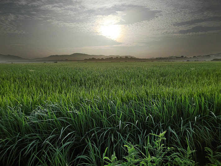 長崎県壱岐島出土金海式弥生土器 長崎県壱岐島出土金海式弥生土器