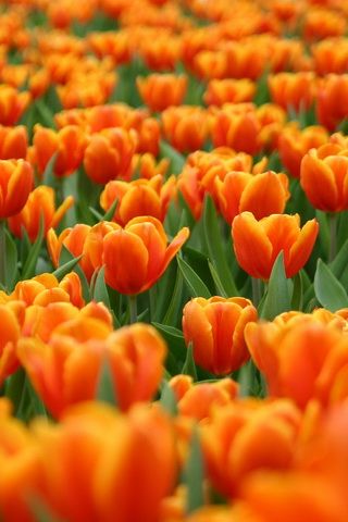 Orange Tulip Flowers iPhone Wallpaper