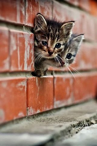 Cute Cats Picture iPhone Wallpaper
