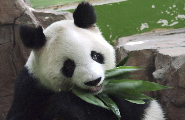 Ming Ming, le plus vieux panda est décédée le 7 mai à l'âge de 34 ans à Bejing (Chine) ExMtx