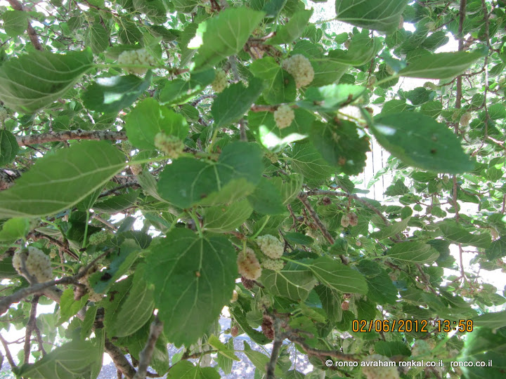 תותים קקינוח לסוף הטיול