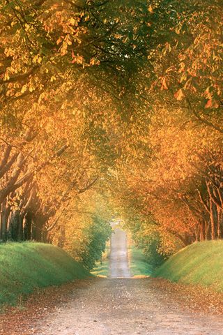 Autumn Road iPhone Background