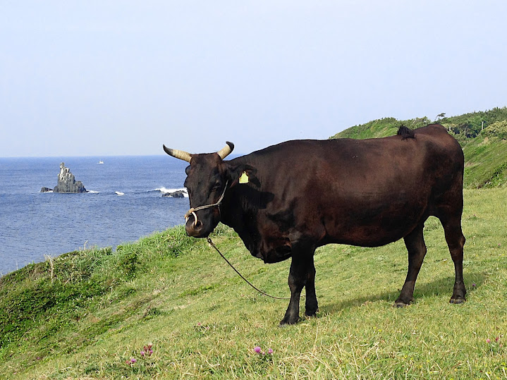  左京鼻の草を喰む壱岐牛