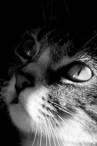 Cute Cat Photo iPhone Desktop Wallpaper