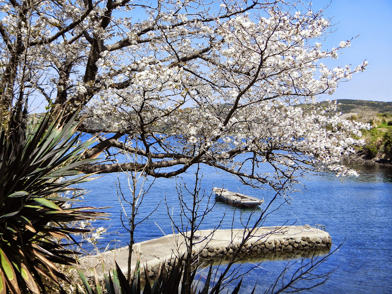 壱岐の桜