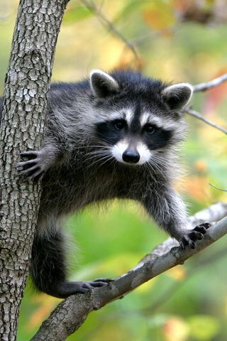 Cute Racoon on a tree iPhone Wallpaper