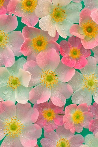 Pink Flower Background iPhone Wallpaper