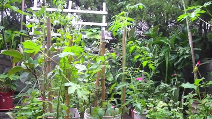 Balcony container plants