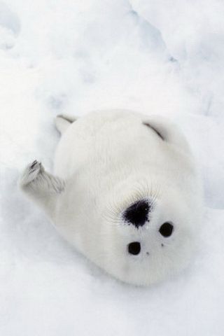 Baby Harp Seal Picture iPhone Wallpaper