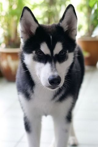 Siberian Husky Photo iPhone Wallpaper