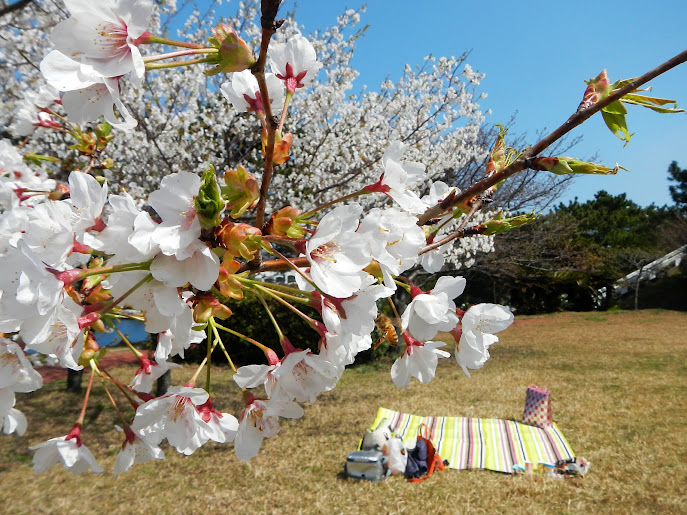 壱岐の桜