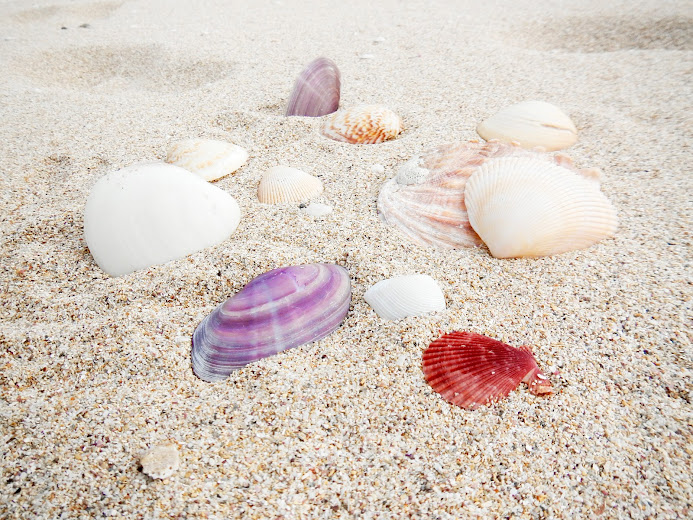 大島海水浴場の貝殻