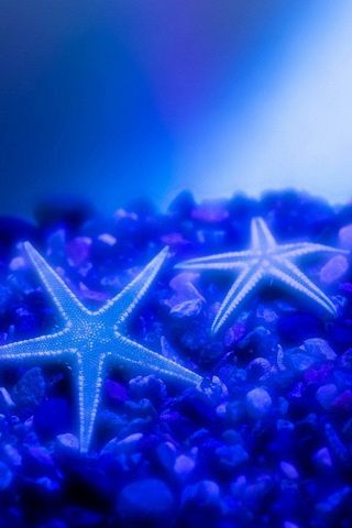 Sea Stars Picture iPhone Desktop Wallpaper