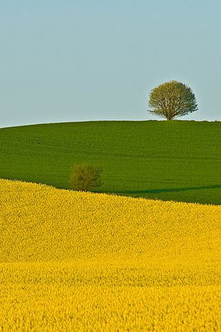 Beautiful Two Fields iPhone Wallpaper