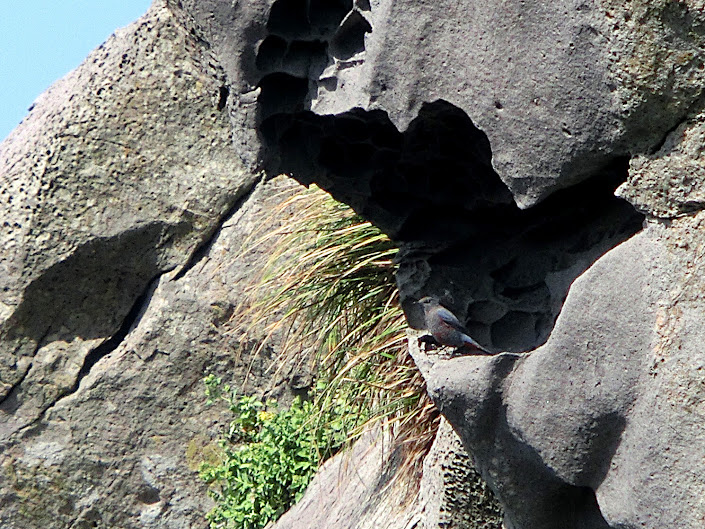 猿岩のイソヒヨドリ