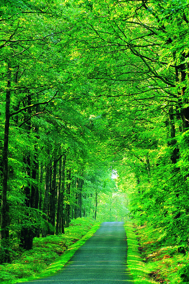 Apple Iphone Wallpapers Green Tree Road