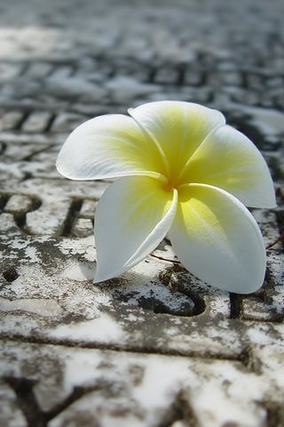 Flower Alone Photo iPhone Wallpaper
