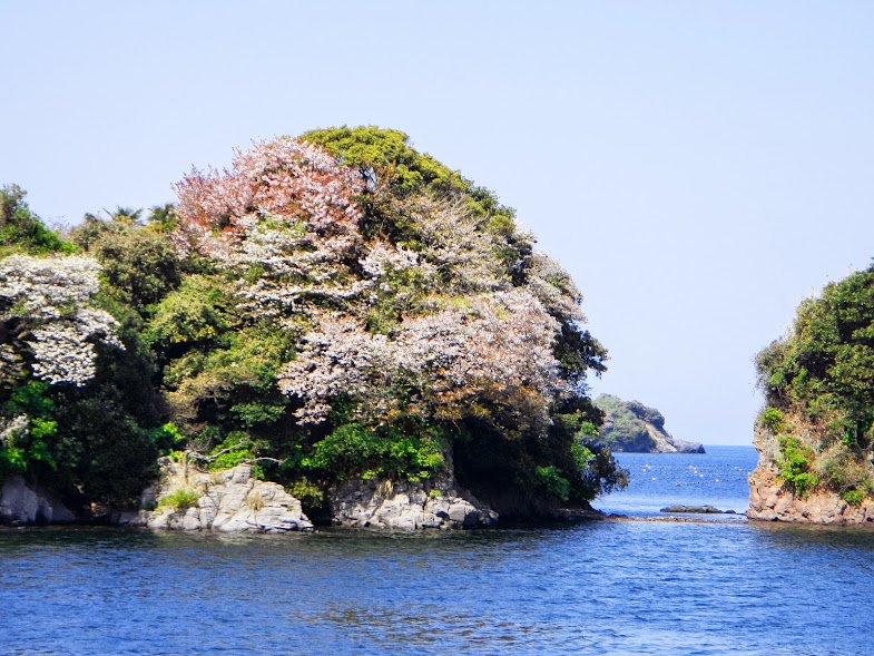 壱岐の海桜