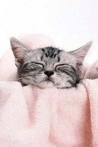 Cute Cat Sleepy Pictures Wallpaper For iPhone