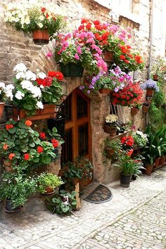 Flowers in Spello, Perugia, Italy