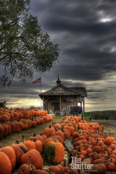 pumpkin patch under a stormy autumn sky....love the pumpkin orange against the blue-grey!