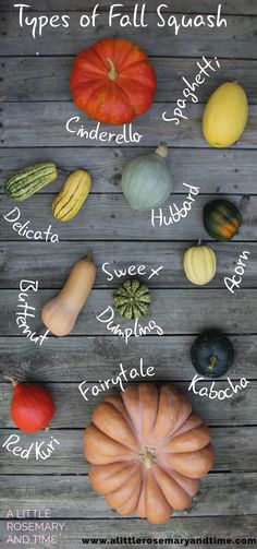 Types of Fall Squash and How to Use Them! - A Little Rosemary and Time