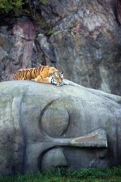 Tiger rests on Buddha head