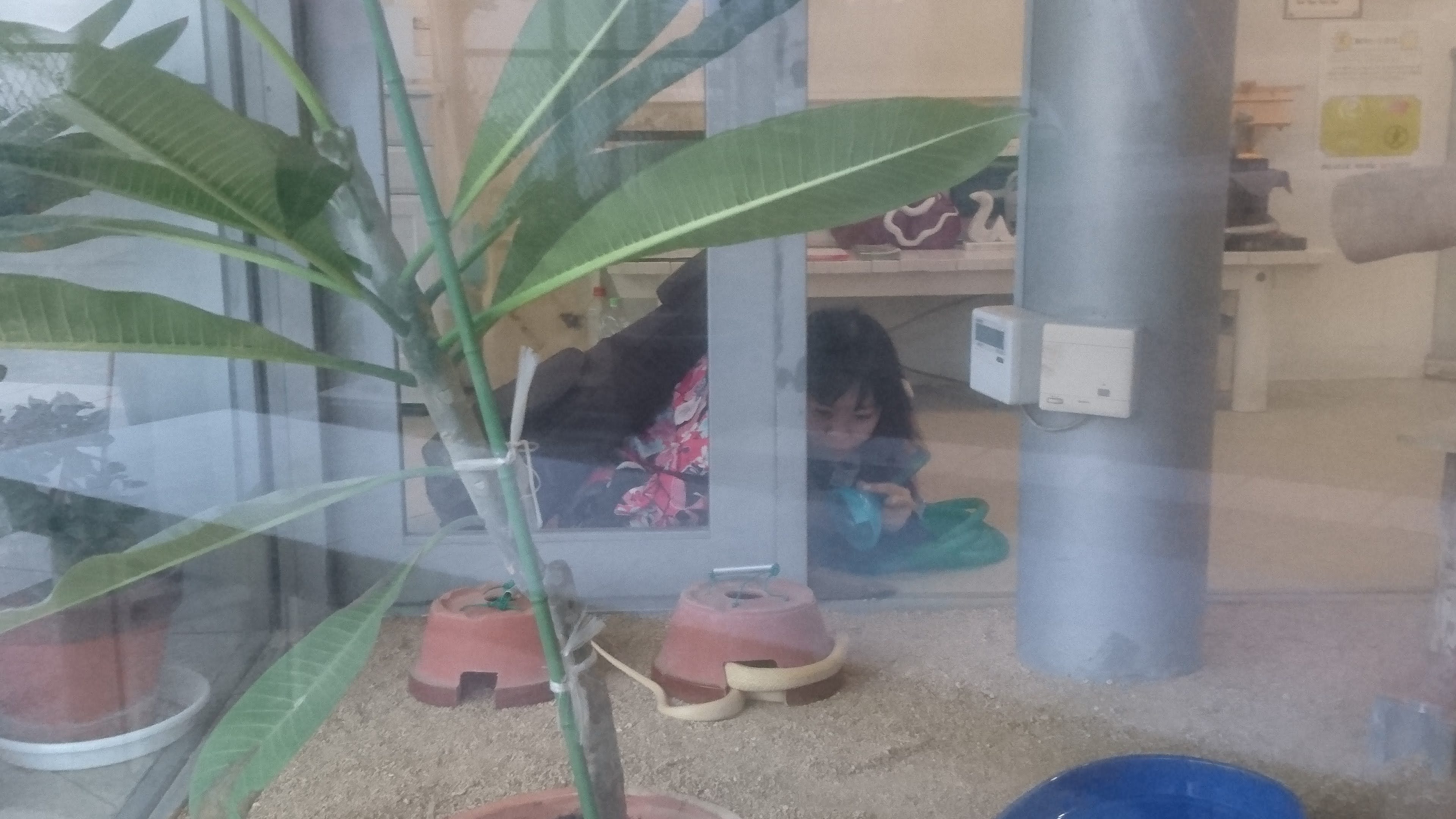 ���ւ��񂽂��Ƃ̑a�ʂ�}��h�h�R�����B(�⍑�E���֐_��)