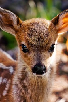 Beautiful baby deer by Rick Parchen