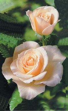 //'French Lace' ~ Floribunda Rose <a class="pintag" href="/explore/flowers" title="#flowers explore Pinterest">#flowers</a>