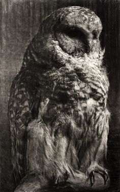 Barred Owl I