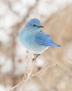 Mountain Bluebird by Brandon Downing on 500px