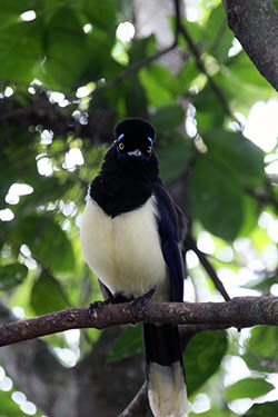 PERÚ CON ADITIVOS: IGUAZÚ E ISLA DE PASCUA - Blogs of Peru - CATARATAS DE IGUAZÚ: LADO ARGENTINO (12)