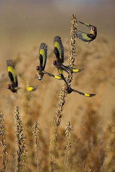 Flock of Goldfinch - seedeaters.