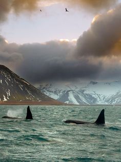 Orcas, Iceland