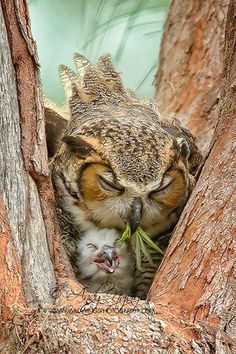 Owl and baby