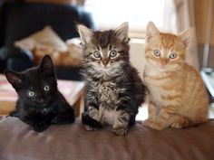 Family on <a href="http://Yummypets.com" rel="nofollow" target="_blank">Yummypets.com</a> <a class="pintag" href="/explore/kitten/" title="#kitten explore Pinterest">#kitten</a> <a class="pintag" href="/explore/animal/" title="#animal explore Pinterest">#animal</a> <a class="pintag searchlink" data-query="%23pet" data-type="hashtag" href="/search/?q=%23pet&rs=hashtag" rel="nofollow" title="#pet search Pinterest">#pet</a> <a class="pintag" href="/explore/cute/" title="#cute explore Pinterest">#cute</a> <a class="pintag" href="/explore/cat/" title="#cat explore Pinterest">#cat</a>