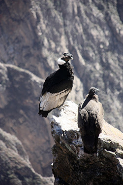 EL VALLE DEL COLCA - PERÚ CON ADITIVOS: IGUAZÚ E ISLA DE PASCUA (12)