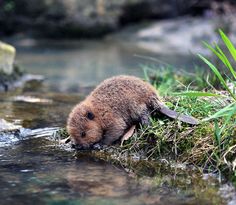 Incredibly cute baby-beaver just came to drink a water :3 (Source: <a href="http://ift.tt/1UqJEtb" rel="nofollow" target="_blank">ift.tt/1UqJEtb</a>)
