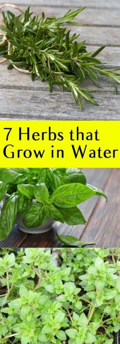 7 Herbs that Grow in Water
