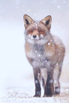 &#9829; i do love how Foxes can look so happy