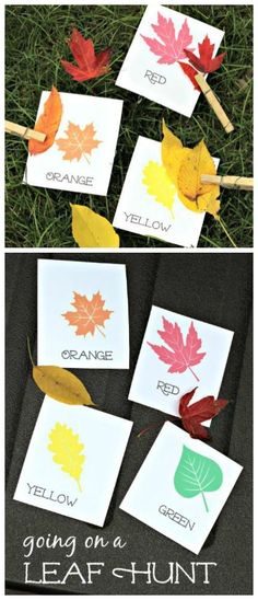 Go on a Leaf Hunt with these free printable cards! Great for color matching, leaf type and more hands-on math activities included!