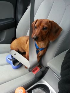 buckle up for safety