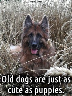 So true....Old dogs are just as cute as puppies! Share if you agree!