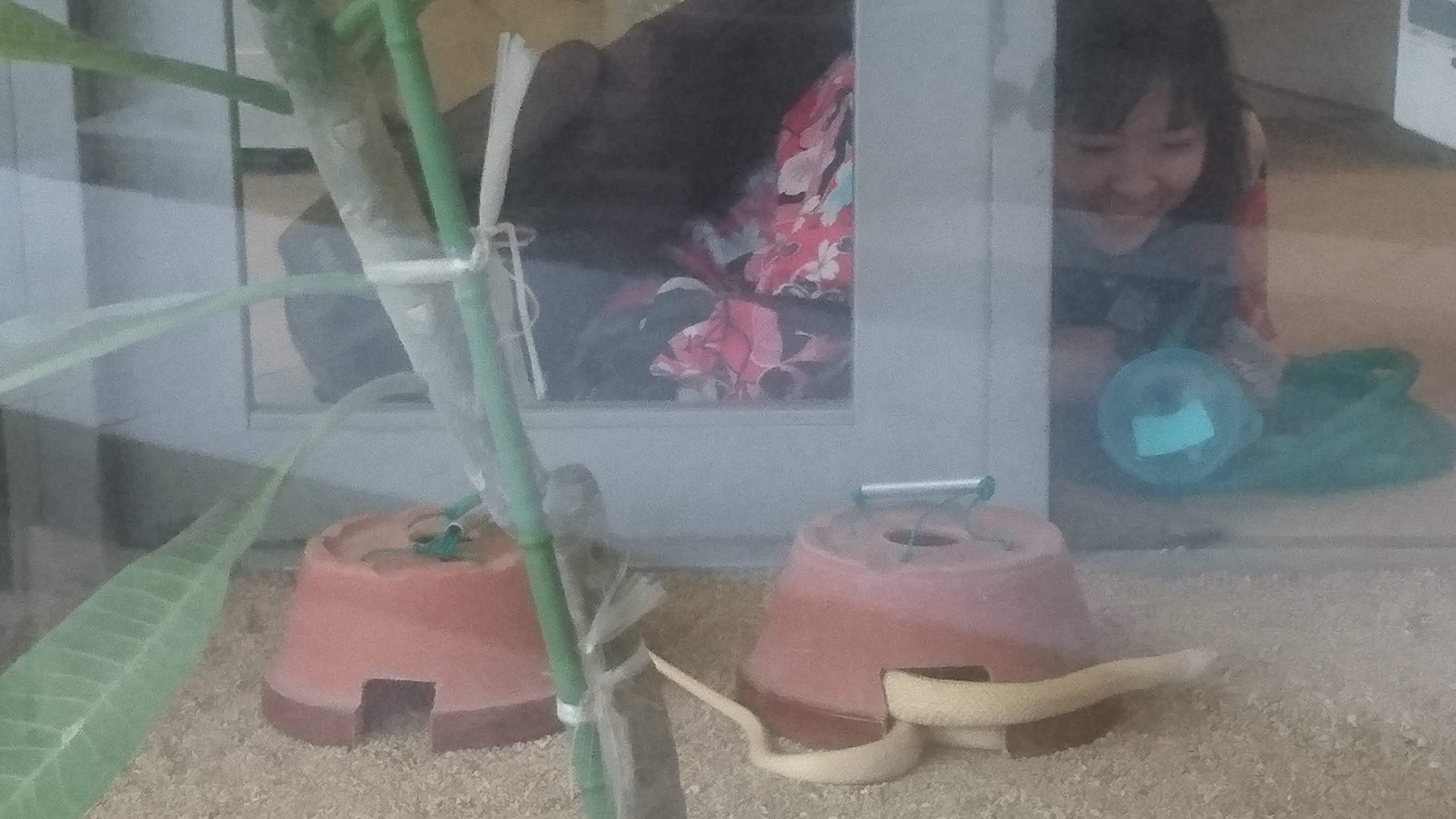 ���ւ��񂽂��Ƃ̑a�ʂ�}��h�h�R�����B(�⍑�E���֐_��)