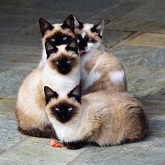 We are Siamese if you please...