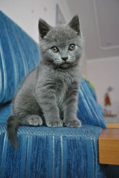 gray kitten