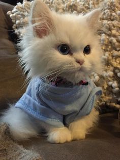 And this kitten who is demonstrating proper sweater weather technique. | 39 Overly Adorable Kittens To Brighten Your Day