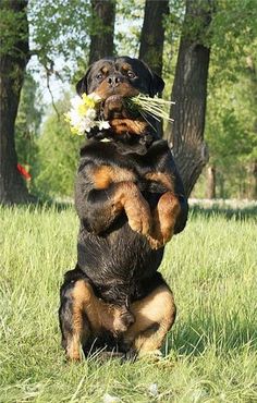 Rottweiler Dog - 56 Pictures